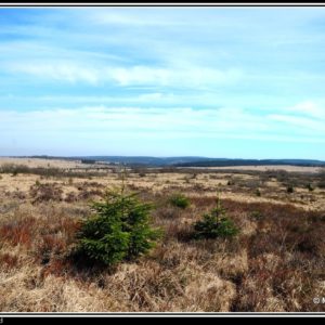 17. Paysage fagnard