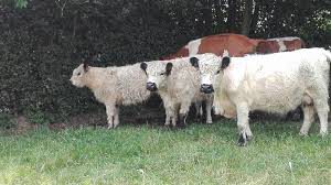 Vaches
